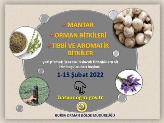Mantar, orman bitkileri, tıbbi ve aromatik bitkilerle orman fidanlığı için başvuru başladı - Ahmet Emin Yilmaz