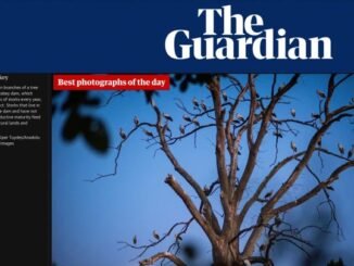 Alper Tüydeş’in İnegöl leylekleri İngiltere’de günün fotoğrafı seçildi - Ahmet Emin Yilmaz