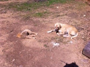 ŞAHİN GENÇAL BESLEDİĞİ SOKAK KÖPEĞİ
