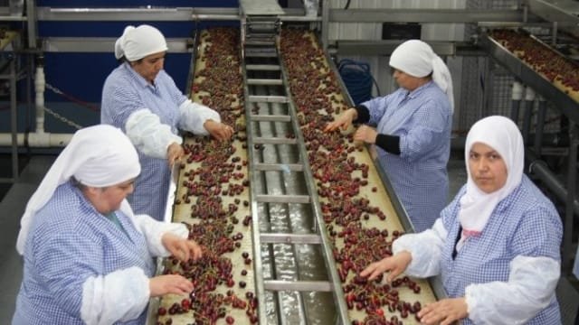 DAĞ YÖRESİ KİRAZI ÇİN PAZARI UMUT ALARA DAĞ YÖRESİ KİRAZI ÇİN PAZARI UMUT ALARA