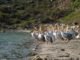 BOĞAZKÖY BARAJI PELİKANLAR