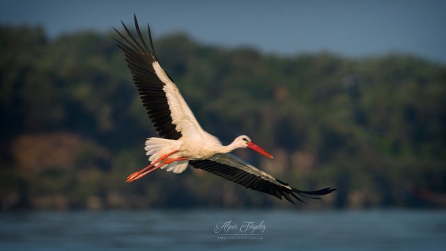 ALPER TÜYDEŞ EN GÜZEL LEYLEK FOTOĞRAFI ALPER TÜYDEŞ EN GÜZEL LEYLEK FOTOĞRAFI