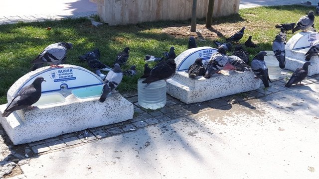 YAZI iÇiN MUDANYA SAHiLiNDE KUŞLAR iÇiN SULUK VE YEMLiK BÜYÜKŞEHiR BELEDiYESi YAZI iÇiN MUDANYA SAHiLiNDE KUŞLAR iÇiN SULUK VE YEMLiK BÜYÜKŞEHiR BELEDiYESi