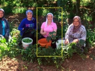 BiLECiK PAZARYERi BELEDiYE BASKANI ZEKiYE TEKiN TARLADA HASAT