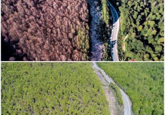 BURSA KUTAHYA ARASI ORMANLARDAKi TIRTILLARI AVCI BOCEKLER YOK ETTi BURSA KUTAHYA ARASI ORMANLARDAKi TIRTILLARI AVCI BOCEKLER YOK ETTi