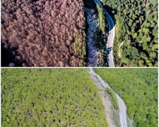 BURSA KUTAHYA ARASI ORMANLARDAKi TIRTILLARI AVCI BOCEKLER YOK ETTi