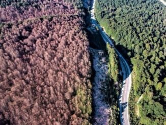 INEGOL DOMANIC ORMANLARI TIRTIL ISTILASI