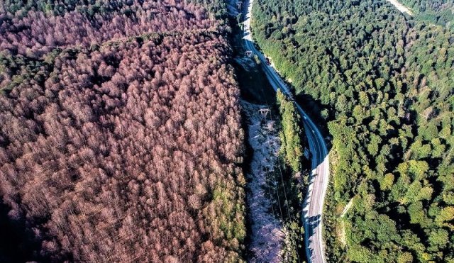 INEGOL DOMANIC ORMANLARI TIRTIL ISTILASI INEGOL DOMANIC ORMANLARI TIRTIL ISTILASI