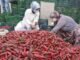 AK PARTI BURSA MILLETVEKILI VILDAN YILMAZ GUREL VE KULACA KOOPERATIFI SALCA FABRIKASI