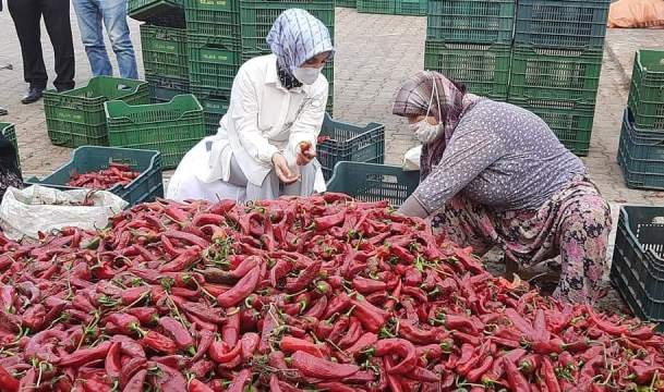 AK PARTI BURSA MILLETVEKILI VILDAN YILMAZ GUREL VE KULACA KOOPERATIFI SALCA FABRIKASI AK PARTI BURSA MILLETVEKILI VILDAN YILMAZ GUREL VE KULACA KOOPERATIFI SALCA FABRIKASI
