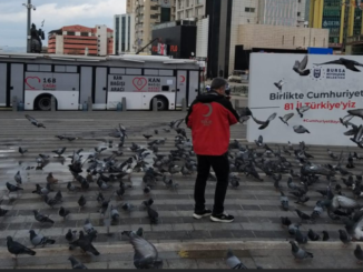 KIZILAY KUSLARA YEM