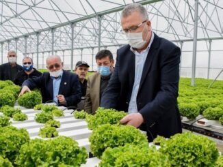 KARACABEY BELEDiYE BASKANI ALi OZKAN VE TOPRAKSIZ TARIMLA YETiSEN MARULLAR