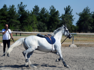 SAMPIYON AT SIEC FABIAN MENNAN PASINLI MESLEK YUKSEK OKULU
