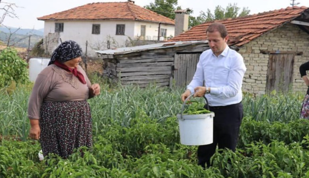 AK PARTi BURSA MiLLETVEKiLi AHMKET KILIC HARMANCIK DANiSMENT KOYU TARLADAN BiBER TOPLADI AK PARTi BURSA MiLLETVEKiLi AHMKET KILIC HARMANCIK DANiSMENT KOYU TARLADAN BiBER TOPLADI