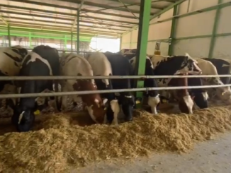 DAMIZLIK GEBE DÜVELER İÇİN KESİM KARARI KRİZE YOL AÇTI