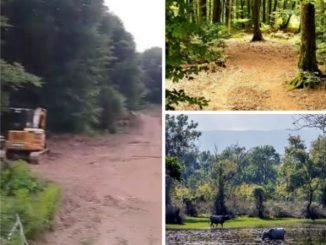 KARACABEY'DEKi TÜRKiYE'NiN EN BÜYÜK IHLAMUR ORMANLARI OLDUĞU BÖLGEYE RES iÇiN AĞAÇ KESiLiYOR
