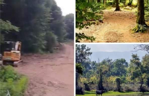 KARACABEY'DEKi TÜRKiYE'NiN EN BÜYÜK IHLAMUR ORMANLARI OLDUĞU BÖLGEYE RES iÇiN AĞAÇ KESiLiYOR KARACABEY'DEKi TÜRKiYE'NiN EN BÜYÜK IHLAMUR ORMANLARI OLDUĞU BÖLGEYE RES iÇiN AĞAÇ KESiLiYOR