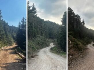 ORMAN YANGINLARINA ÖNLEM OLARAK ORMAN YOLU KENARLARINA ÖZEL BAKIM