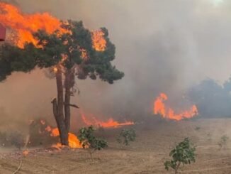 GÖUNÜKLÜ'DE BU YAZ DA HEKTAR ORMANLIK ALAN YANDI