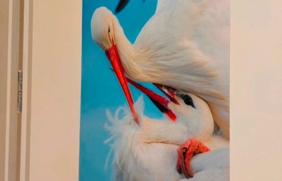 5 ALPER TÜYDEŞ, AVRUPA'NIN EN İYİ LEYLEK FOTOĞRAFI