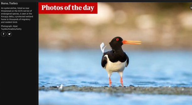 6 THE GUARDiAN HAFTANIN FOTOĞRAFLARI ARASINDA ALPER TÜYDEŞ'iN ÇEKTiĞi POYRAZKUŞU FOTOĞRAFI VAR