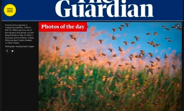 6 ALPER TÜYDEŞ FOTOĞRAFI ULUABAT'TAKİ SU SERÇELERİ THE GURDİAN'DA