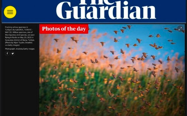 6 ALPER TÜYDEŞ FOTOĞRAFI ULUABAT’TAKİ SU SERÇELERİ THE GURDİAN’DA