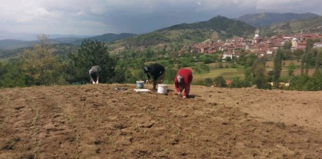 2. YAZI iÇiN DAĞ YÖRESi TARIM ALANLARI DARALDI